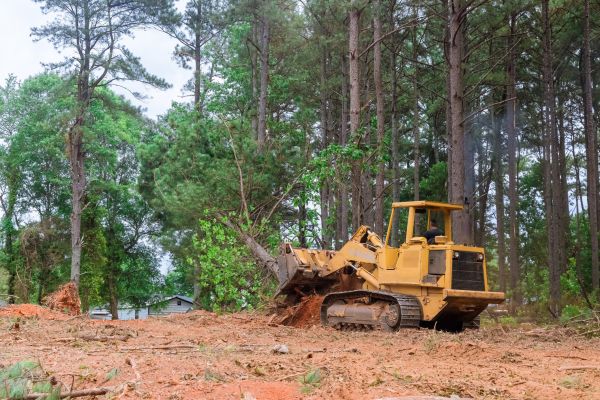 Trees Clearing in Medina