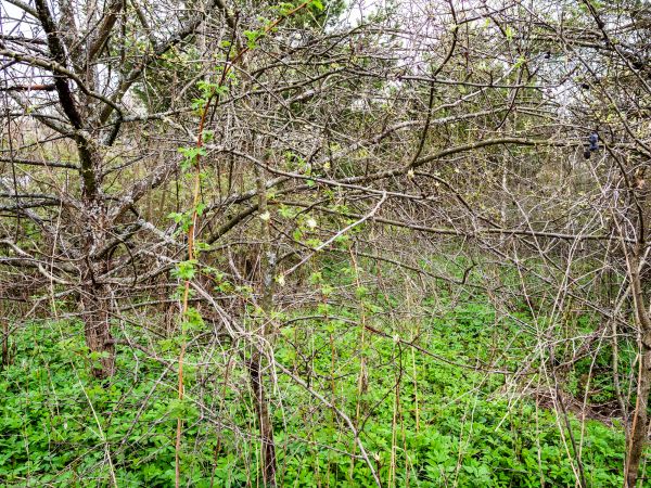 Underbrush Clearing in Medina