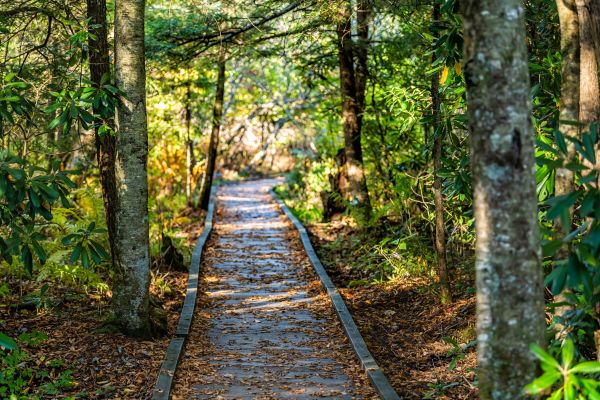 Cost of Trail Clearing in Medina